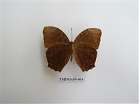 藏品(森林暮眼蝶)的圖片